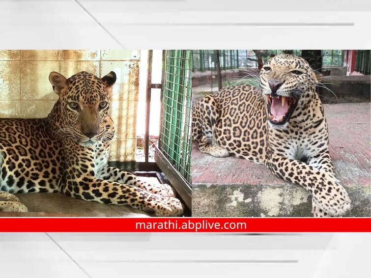 Aurangabad News Death of  Raja leopard at Siddharth Udyan Zoo Aurangabad : औरंगाबादच्या सिद्धार्थ उद्यानाच्या प्राणीसंग्रहालयातील 'राजा' बिबट्याचा मृत्यू