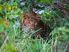 Leopard : लोणार वन्यजीव अभयारण्यात बिबट्यांचा मुक्तसंचार