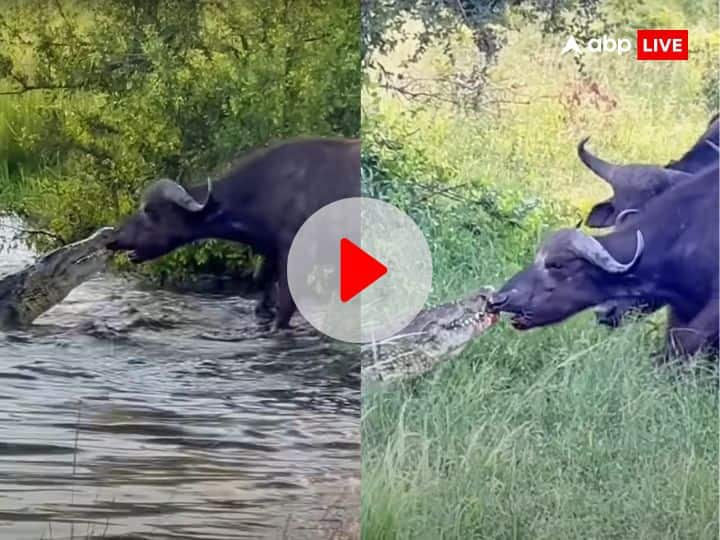 Buffalo showed its strength drags crocodile out of water video viral on social media जान बचाने के लिए भैंस ने दिखाई अपनी ताकत,  मगरमच्छ को नाक से घसीटकर ले आई तालाब से बाहर- Viral Video