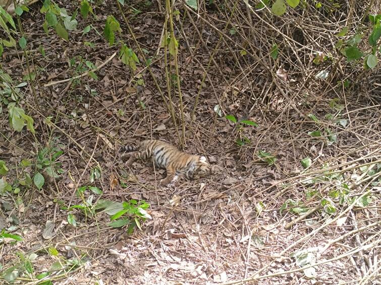 Nilgiris Two Tiger Cubs Found Dead in Mudumalai Tiger Reserve TNN Mudumalai Tiger Reserve: முதுமலையில் அதிர்ச்சி... 2  புலிக்குட்டிகள் உயிரிழப்பு ; வனத்துறையினர் விசாரணை