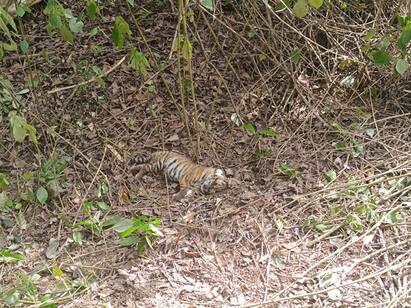 Nilgiris Two Tiger Cubs Found Dead in Mudumalai Tiger Reserve TNN Mudumalai Tiger Reserve: முதுமலையில் அதிர்ச்சி... 2  புலிக்குட்டிகள் உயிரிழப்பு  வனத்துறையினர் விசாரணை