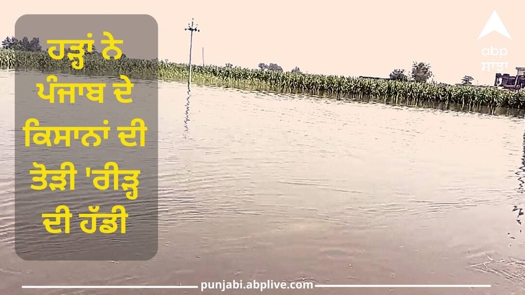 Punjab Flood: ਹੜ੍ਹਾਂ ਨੇ ਪੰਜਾਬ ਦੇ ਕਿਸਾਨਾਂ ਦੀ ਤੋੜੀ 'ਰੀੜ੍ਹ ਦੀ ਹੱਡੀ', ਕਿਹਾ, 10 ਸਾਲ ਤੱਕ ਨਹੀਂ ਹੋਵੇਗੀ ਭਰਪਾਈ Floods break the backbone of Punjab s farmers say, will not be compensated for 10 years Punjab Flood: ਹੜ੍ਹਾਂ ਨੇ ਪੰਜਾਬ ਦੇ ਕਿਸਾਨਾਂ ਦੀ ਤੋੜੀ 'ਰੀੜ੍ਹ ਦੀ ਹੱਡੀ', ਕਿਹਾ, 10 ਸਾਲ ਤੱਕ ਨਹੀਂ ਹੋਵੇਗੀ ਭਰਪਾਈ