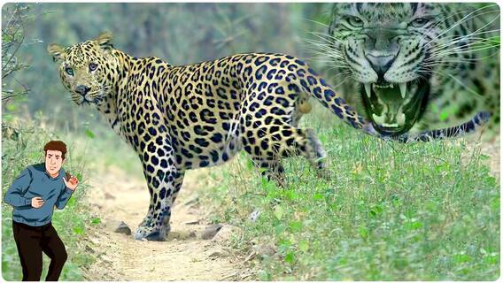 Cheetah Captured In Tirumala: చిరుతపులి మీకు ఎదురైతే..ఇలా చేయండి.! | ABP Desam