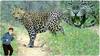 Cheetah Captured In Tirumala: చిరుతపులి మీకు ఎదురైతే..ఇలా చేయండి.! | ABP Desam