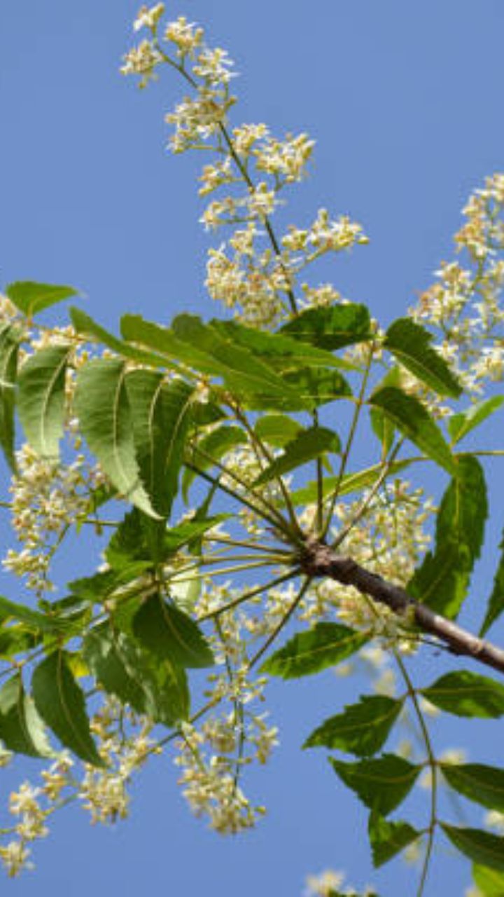 வேப்பம் பூவின் வியக்கவைக்கும் மருத்துவ நன்மைகள்!