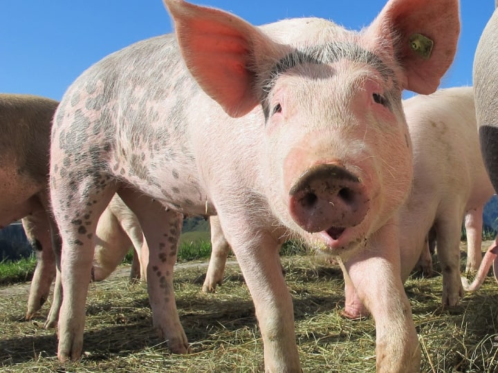 अमेरिका में डॉक्टरों ने किया कमाल, ब्रेन डेड व्यक्ति में लगाई सूअर की किडनी