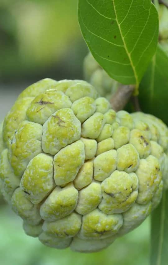 क्या होता है राम फल, कैसे की जाती है खेती, एक क्लिक कर जानें