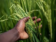 नेपाल सरकार ने भारत से मांगी मदद, त्योहार के टाइम अनाज खत्म होने की दी दलील