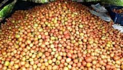 Tomato : एका एकरात टोमॅटोचं 20 लाखांचं उत्पन्न; शेतकरी लखपती