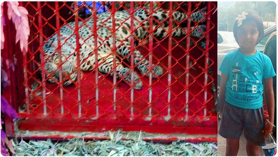 DFO About Cheetah Capture: చిరుతను బంధించి ఎస్వీ జూ పార్క్ కు తరలింపు