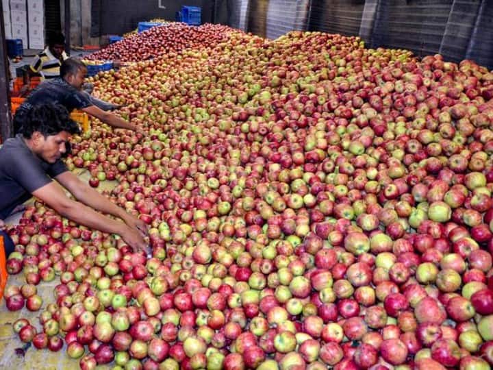 Apple prices likely to increase after tomato due to rainfall in Himachal Pradesh Apple Price Hike: टमाटर के बाद अब सेब भी खाएगा भाव! इस कारण कीमत बढ़ने की आशंका