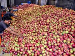 टमाटर के बाद अब सेब भी खाएगा भाव! इस कारण कीमत बढ़ने की आशंका