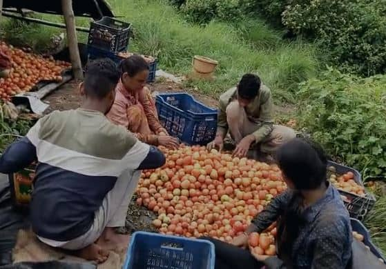 पुणे जिल्ह्यातील पुरंदर (Purandar) तालुक्यातील कांबळवाडी येथील शेतकऱ्यांना टोमॅटोने लखपती केलं आहे.