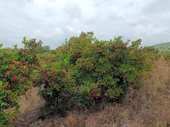 Karvand : हिंगोली जिल्ह्यात 30 एकरवर फुलली करवंदाची बाग