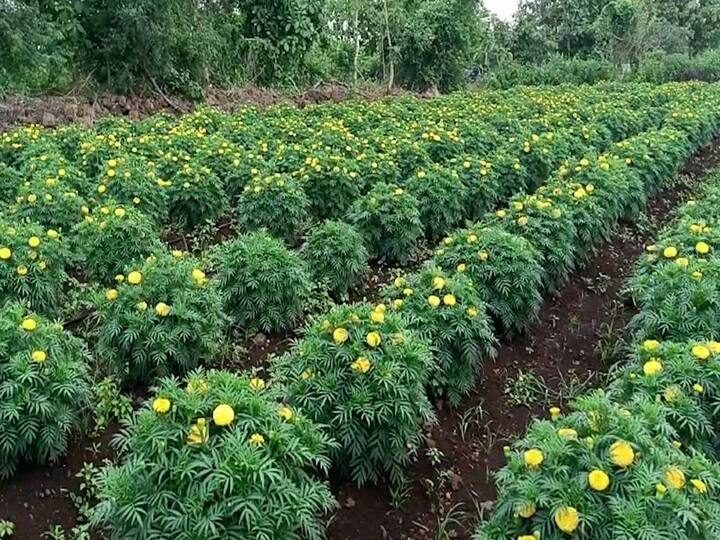 याच मुदखेड तालुक्यातील मुक्ताई वाडी या गावातील विजय इंगोले या शेतकऱ्याने आपल्या शेतातील १३ गुंठे जमिनीत झेंडूची लागवड केलीय. सध्या त्यांची ही बाग झेंडूच्या फुलांनी बहरलीय.