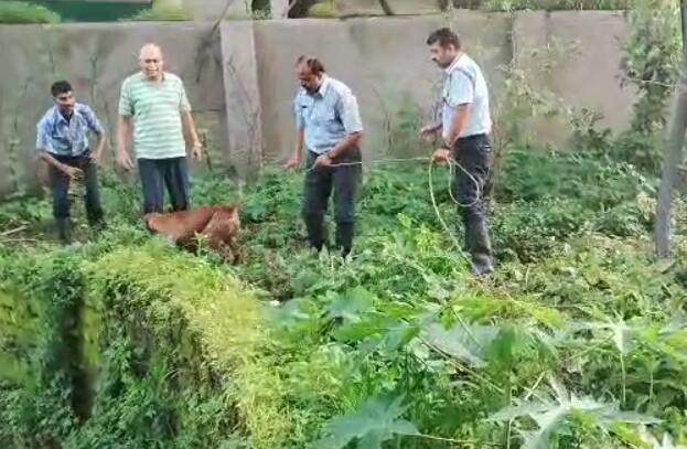 अग्निशमन दलाच्या जवानाने या कुत्र्याची दोराच्या साहय्याने सुटका केली.