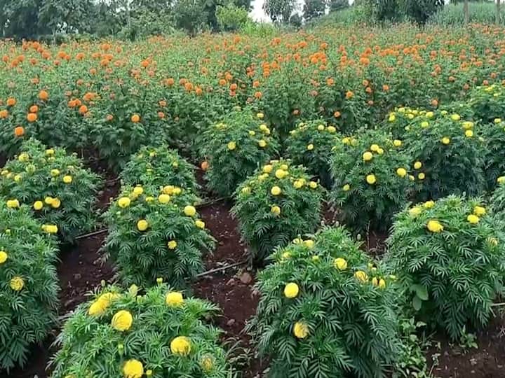 लक्ष्मीपूजनात या फुलांना मोठी मागणी असते. नांदेडच्या मुदखेड तालुक्यातील शेतकऱ्याने मात्र श्रावण महिन्यातील पूजा-पाठ लक्ष्यात घेऊन झेंडूची लागवड केलीय. या शेतकऱ्याचा प्रयोगही यशस्वी झाला असून त्यातून शेतकऱ्याची लाखो रुपयांची कमाई  होणारेय..