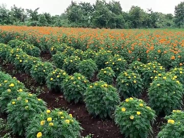 सध्या श्रावण महिन्याला सुरुवात झालीय. या महिन्यात विविध फुलांना मोठी मागणी असते. नांदेड जिल्ह्यातील मुदखेड तालुका फुल शेती साठी म्हणून ओळखल्या जातो. या तालुक्यात सर्वच प्रकारच्या फुलांची शेती केली जाते.
