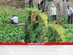 Pune News : कुत्रा चुकून विहिरीत पडला, रात्रभर मदतीसाठी भुंकत होता अखेर 9 तासांनी अग्निशमन दलाने वाचवला जीव