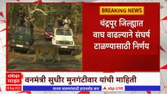 Chandrapur Tiger : चंद्रपूरमधील 8 वाघ सह्याद्री परिसरात सोडणार, वनमंत्री सुधीर मुनगंटीवारांची माहिती