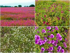 హైదరాబాద్‌కు దగ్గరలోని అందమైన పూలవనం ఇది, మిస్ అవ్వకుండా చూడండి