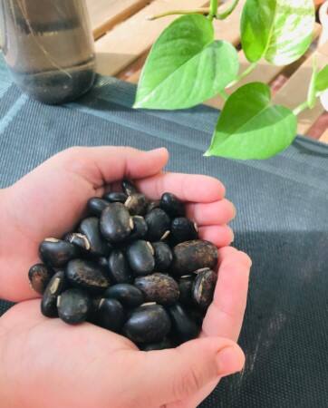 ਦਿਮਾਗ ਦੀ ਸਿਹਤ - ਕੌਂਚ ਦੇ ਬੀਜਾਂ ਵਿੱਚ ਬਹੁਤ ਸਾਰੇ ਪੌਸ਼ਟਿਕ ਤੱਤ ਪਾਏ ਜਾਂਦੇ ਹਨ, ਇੱਕ ਅਜਿਹਾ ਫਾਈਟੋਨਿਊਟ੍ਰੀਐਂਟ ਅਮੀਨੋ ਐਸਿਡ ਲੇਵੋਡੋਪਾ ਹੈ। ਇਹ ਪੌਸ਼ਟਿਕ ਤੱਤ ਡੋਪਾਮਾਈਨ ਨਿਊਰੋਟ੍ਰਾਂਸਮਿਸ਼ਨ ਨੂੰ ਵਧਾਉਂਦਾ ਹੈ। ਡੋਪਾਮਾਈਨ ਦੀ ਮਦਦ ਨਾਲ ਇਹ ਨਸਾਂ ਦੇ ਸੰਕੇਤਾਂ ਨੂੰ ਸੰਚਾਰਿਤ ਕਰਨ ਵਿੱਚ ਮਦਦ ਕਰਦਾ ਹੈ।