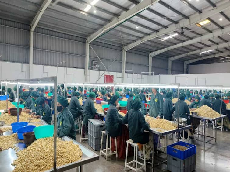 nashik latest news Largest cashew processing plant in state at Sahyadri Farms maharashtra news Nashik News : 20 कोटींची गुंतवणूक, वर्षाला 30 हजार टन क्षमता, नाशिकच्या सह्याद्री फार्म्सने उभारला काजू प्रक्रिया प्रकल्प    