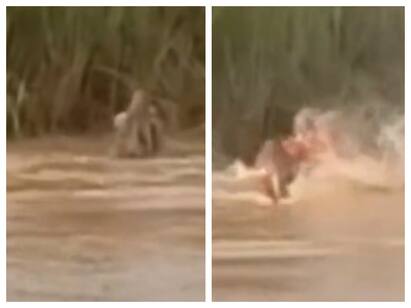 Shocking Video On camera crocodile pulls woman along Odisha riverbank ஆற்றில் குளித்துக் கொண்டிருந்த பெண் மிஞ்சிய பாதி உடல்... நார்நாராய் கடித்து குதறிய முதலை...