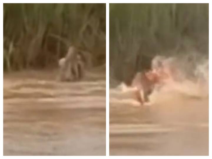 Shocking Video On camera crocodile pulls woman along Odisha riverbank ஆற்றில் குளித்துக் கொண்டிருந்த பெண்; மிஞ்சிய பாதி உடல்... நார்நாராய் கடித்து குதறிய முதலை...