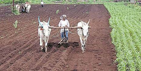 मराठवाड्यात (Marathwada) पावसाने दडी मारल्यानं शेतकरी संकटात सापडला आहे. अत्यल्प पावसामुळे मराठवाड्यातील खरिपाची (Kharif) उत्पादन क्षमता सरासरी 35 ते 40 टक्क्यांपर्यंत घटण्याचा अंदाज आहे.