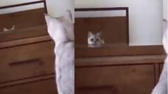 Viral Video: ਸ਼ੀਸ਼ੇ 'ਚ ਆਪਣੇ ਕੰਨ ਦੇਖ ਕੇ ਹੈਰਾਨ ਰਹਿ ਗਈ ਬਿੱਲੀ, ਫਿਰ ਕੀਤਾ ਕੁਝ ਅਜਿਹਾ ਕਿ ਹੱਸ-ਹੱਸ ਹੋ ਜਾਵੇਗਾ ਕਮਲੇ