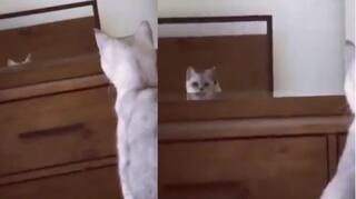 Viral Video: ਸ਼ੀਸ਼ੇ 'ਚ ਆਪਣੇ ਕੰਨ ਦੇਖ ਕੇ ਹੈਰਾਨ ਰਹਿ ਗਈ ਬਿੱਲੀ, ਫਿਰ ਕੀਤਾ ਕੁਝ ਅਜਿਹਾ ਕਿ ਹੱਸ-ਹੱਸ ਹੋ ਜਾਵੇਗਾ ਕਮਲੇ