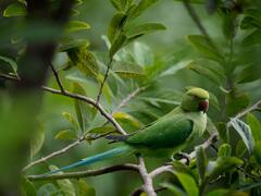 एमपी: तोते में अटकी इंसान की जान! गुमशुदगी पर कराई FIR, ढूंढकर लाने वाले को मिलेगा इतना इनाम
