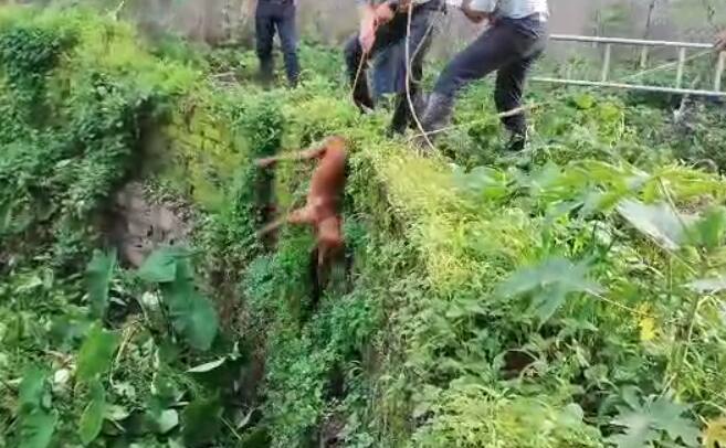 अखेर आजूबाजुच्या सोसायटीच्या लोकांनी अग्निशमन दलाच्या जवानांना पाचारण केलं.