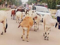 सावधान! अगर सड़कों पर दिखे आवारा पशु तो मालिकों से वसूला जाएगा भारी जुर्माना, जानें नोएडा अथॉरिटी का नया नियम