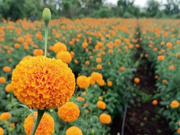 साधारणपणे पावसाळ्यात झेंडू येत नसतो. पण यंदा पावसाळा कमी झाल्यामुळे झेंडू फुलांना पोषक वातावरण मिळाले. आणि शेतकऱ्याने केलेली हिंमत कामी आली.  परिश्रमासोबतच एकंदरीतच मार्केटचा अभ्यास करून शेतीत प्रयोग केले तर यशस्वी होऊ शकतात हे या शेतकऱ्याने दाखवून दिलंय.