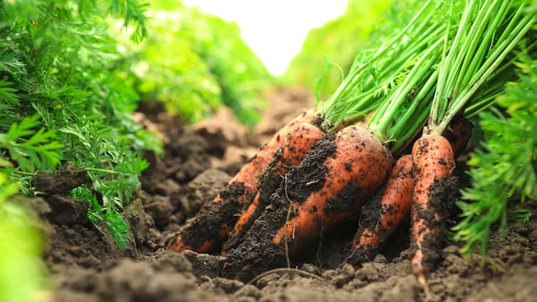 When and how to plant carrots, know the right time and method Carrot Plants : ਗਾਜਰਾਂ ਦੀ ਬਿਜਾਈ ਕਦੋਂ ਤੇ ਕਿਵੇਂ ਕਰਨੀ ਚਾਹੀਦੀ ਹੈ, ਜਾਣੋ ਸਹੀ ਸਮਾਂ ਤੇ ਢੰਗ