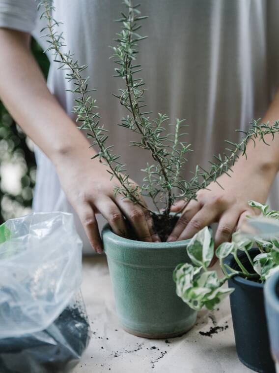 घर की छत पर उगाएं ये सब्जियां, बाजार में होगा तगड़ा मुनाफा