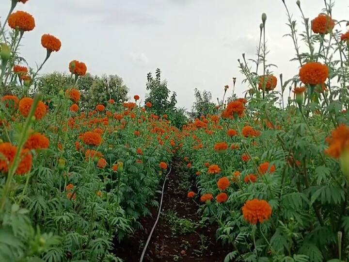 या झेंडूच्या लागवडीसाठी इंगोले यांना केवळ १३ हजार रुपये खर्च आलाय. नांदेडच्या फुल मार्केटमध्ये ही झेंडूची फुले विक्री साठी जातायेत.
