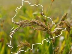 యాసంగి ధాన్యం అమ్మకానికి తెలంగాణలో సరికొత్త విధానం