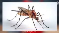 Health: ਦਵਾਈ ਦੀ ਲੋੜ ਨਹੀਂ ਸਿਰਫ ਭੋਜਨ 'ਚ ਕਰੋ ਇਹ ਬਦਲਾਅ, ਮੱਛਰ ਦੇ ਕੱਟਣ ਦਾ ਨਹੀਂ ਹੋਵੇਗਾ ਕੋਈ ਅਸਰ, ਡੇਂਗੂ ਤੋਂ ਰਹੇਗਾ ਬਚਾਅ