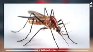 Health: ਦਵਾਈ ਦੀ ਲੋੜ ਨਹੀਂ ਸਿਰਫ ਭੋਜਨ 'ਚ ਕਰੋ ਇਹ ਬਦਲਾਅ, ਮੱਛਰ ਦੇ ਕੱਟਣ ਦਾ ਨਹੀਂ ਹੋਵੇਗਾ ਕੋਈ ਅਸਰ, ਡੇਂਗੂ ਤੋਂ ਰਹੇਗਾ ਬਚਾਅ