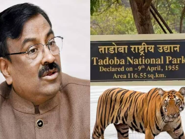 Maharashtra chandrapur tadoba tiger will now sent to sahyadri said forest minister sudhir mungantiwar Sudhir Mungantiwar : सह्याद्रीच्या रांगांमध्ये आता वाघांचं दर्शन होणार; चंद्रपूर जिल्ह्यातील 8 वाघ सह्याद्री परिसरात सोडणार असल्याची वनमंत्री मुनगंटीवारांची माहिती