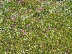 హైదరాబాద్‌కు దగ్గరలోని అందమైన పూలవనం ఇది, మిస్ అవ్వకుండా చూడండి