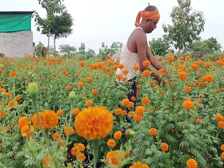 सध्या या फुलांना चांगला भाव मिळतोय. १३ गुंठे जमीन, १३ हजार रुपये खर्च, खर्च वजा करता दोन महिन्यात विजय इंगोले यांना एक लाख रुपयांचे उत्पन्न मिळणार असल्याचे इंगोले यांनी सांगितले.