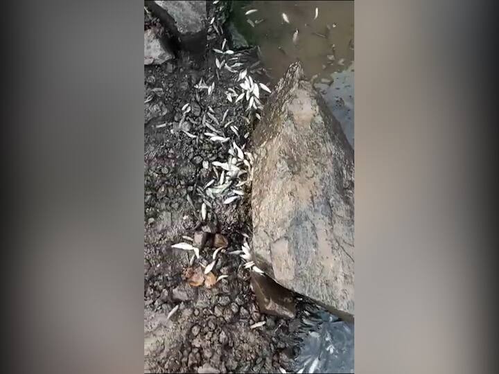 इतकंच नाही तर या भागात अंधाराचा फायदा घेऊन हे केमिकल माफिया बाहेरील कंपन्यांचे रासायनिक द्रव्य टँकरने आणून सोडल्याच्या घटनाही समोर आल्या आहेत.