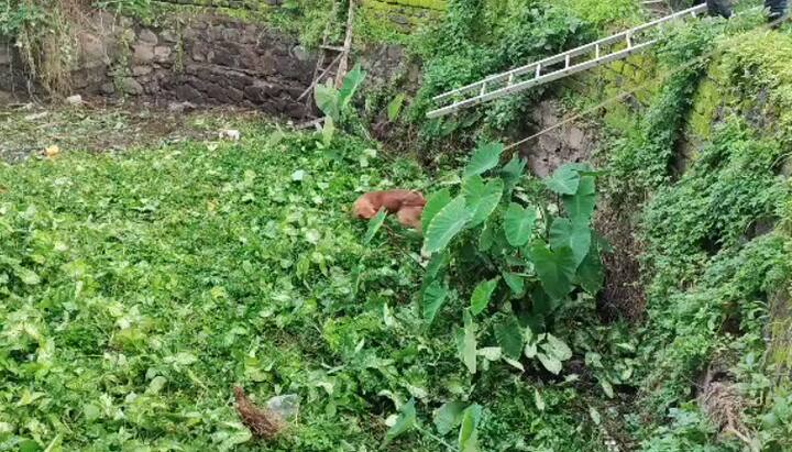 विहिरीत पडल्याने रात्रीपासून हा कुत्रा मदतीसाठी भुंकत होता.