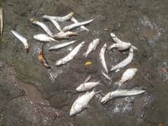 पालघरमध्ये उघड्या नाल्याद्वारे केमिकलयुक्त पाणी नदीत सोडल्याने माशांचा खच, शेतीचंही नुकसान