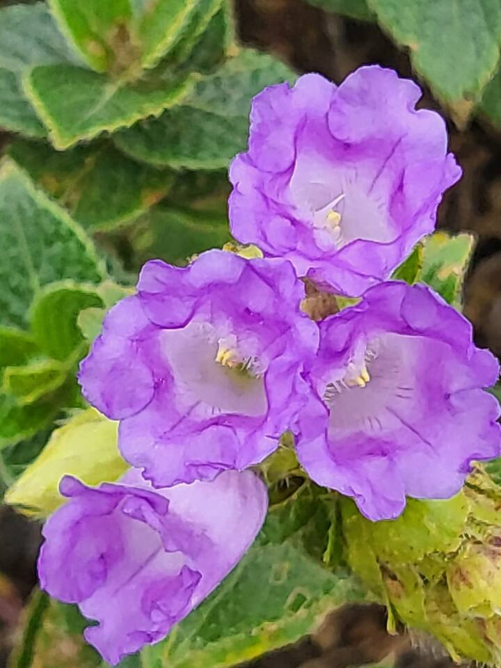 700 రకాల పూల జాతులు ఆ కొండప్రాంతాన్ని రంగలమయం చేస్తాయి. ఆగస్టు రెండో వారం నుంచి సెప్టెంబర్ చివరి వారం వరకూ ఈ అద్భుత దృశ్యాన్ని చూసేందుకు అనువైన సమయం.