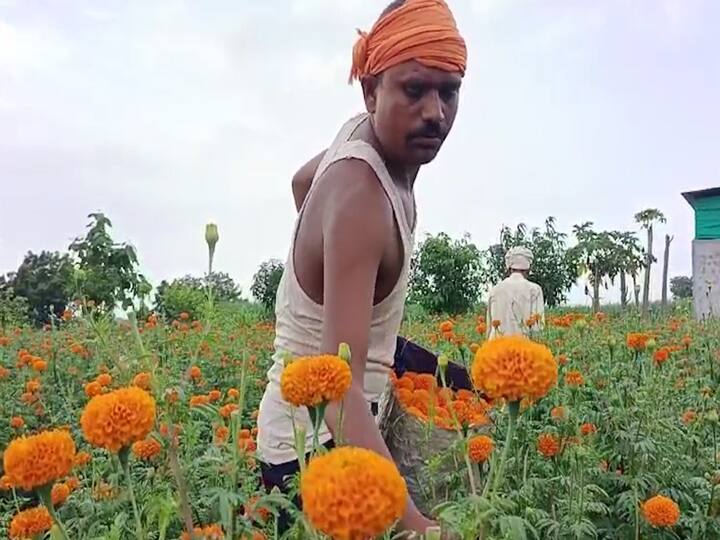 नांदेड येथील शेतकरी लखपती झालाय. झेंडूच्या शेतीमधून त्याला नफा मिळालाय.